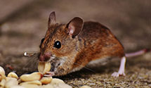 24 Hour & Emergency Exterminators in Western State College, CO